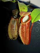 Nepenthes tentaculata x talangensis 3